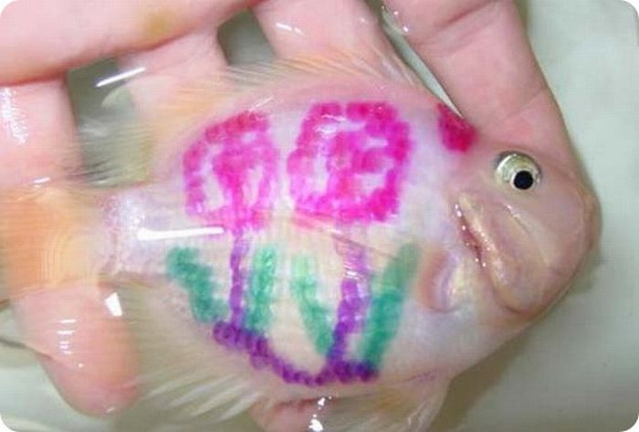 Goldfish with a tattoo, China