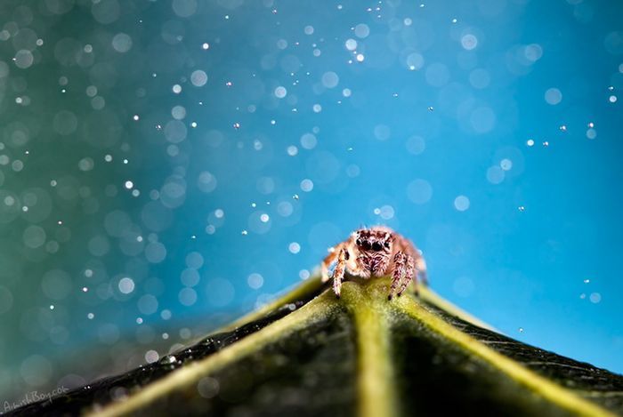 animal macro photography