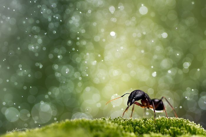 animal macro photography