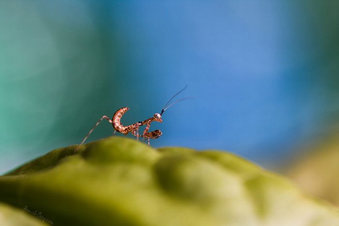 animal macro photography