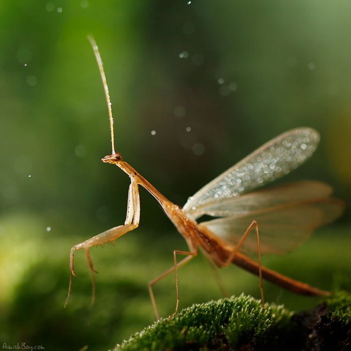 animal macro photography