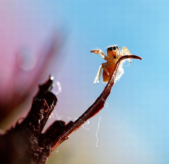 animal macro photography