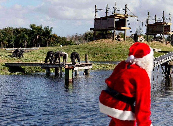 Christmas with the Chimps, Lion Country Safari, Loxahatchee, Palm Beach County, Florida, United States