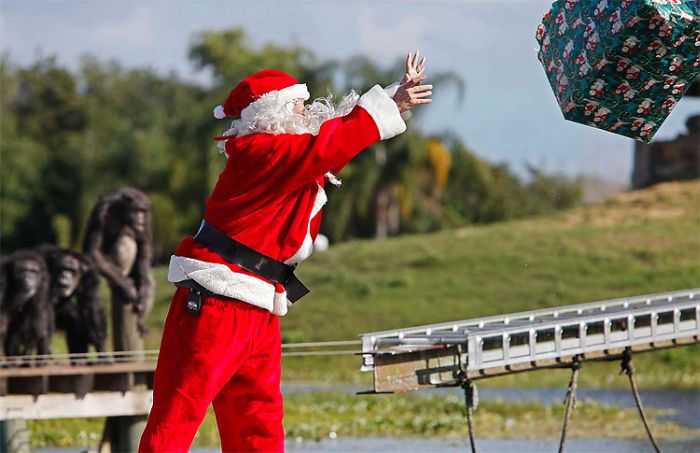 Christmas with the Chimps, Lion Country Safari, Loxahatchee, Palm Beach County, Florida, United States