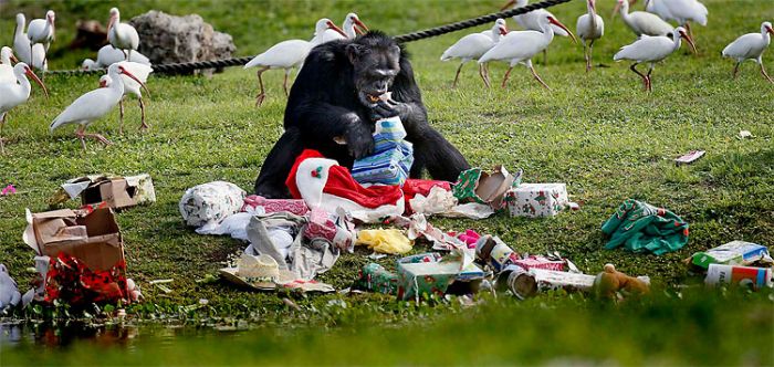 Christmas with the Chimps, Lion Country Safari, Loxahatchee, Palm Beach County, Florida, United States