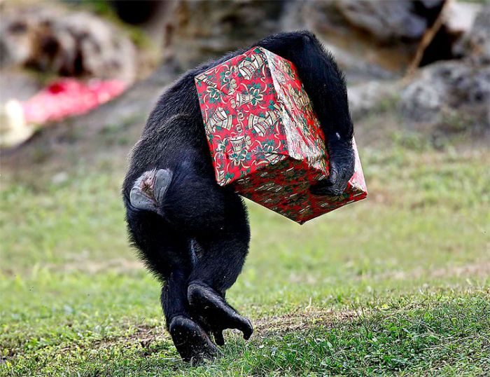 Christmas with the Chimps, Lion Country Safari, Loxahatchee, Palm Beach County, Florida, United States