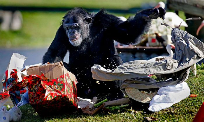 Christmas with the Chimps, Lion Country Safari, Loxahatchee, Palm Beach County, Florida, United States