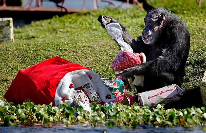 Christmas with the Chimps, Lion Country Safari, Loxahatchee, Palm Beach County, Florida, United States