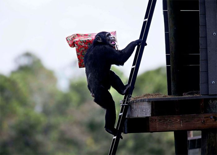 Christmas with the Chimps, Lion Country Safari, Loxahatchee, Palm Beach County, Florida, United States