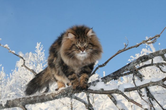Amur Ezra, Siberian cat in the winter