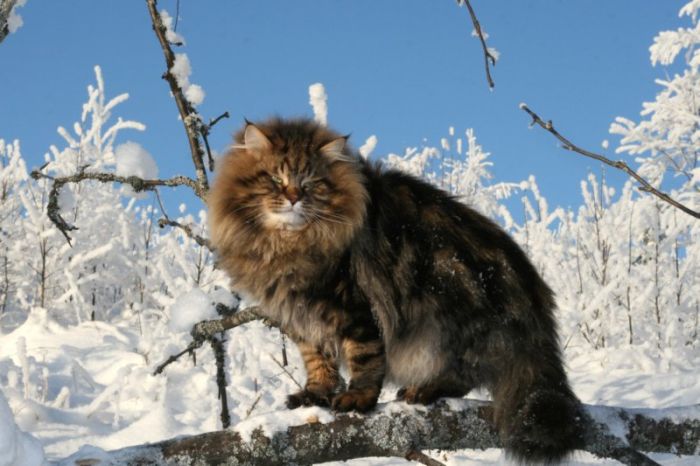 Amur Ezra, Siberian cat in the winter