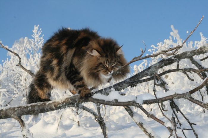 Amur Ezra, Siberian cat in the winter