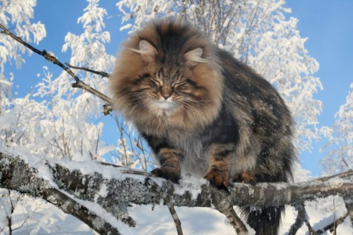 Amur Ezra, Siberian cat in the winter