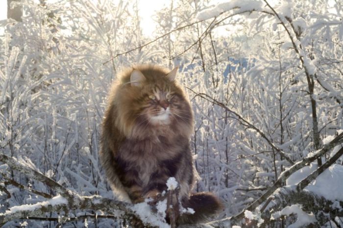 Amur Ezra, Siberian cat in the winter