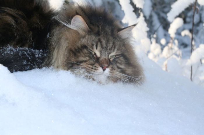 Amur Ezra, Siberian cat in the winter