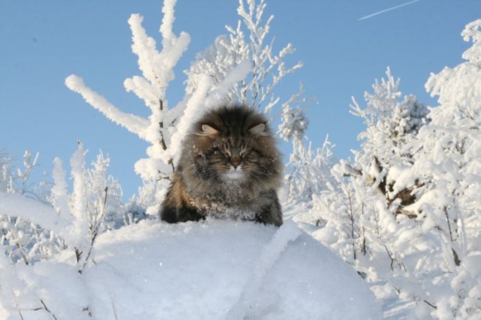 Amur Ezra, Siberian cat in the winter