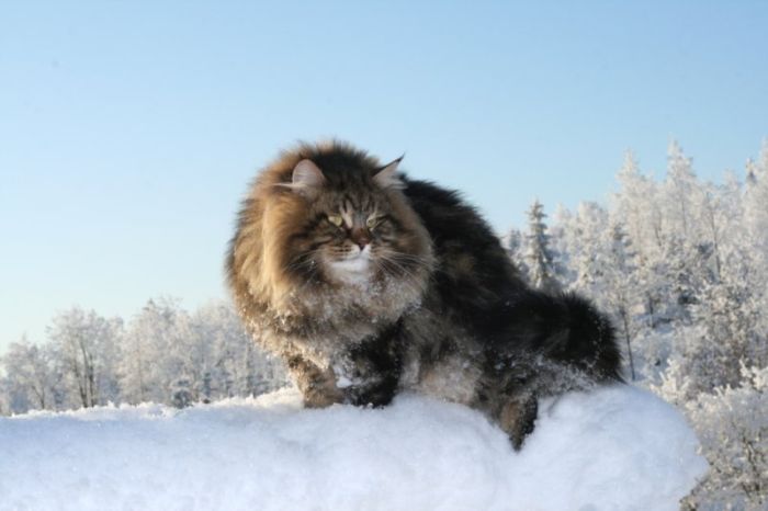 Amur Ezra, Siberian cat in the winter