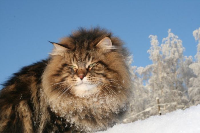 Amur Ezra, Siberian cat in the winter