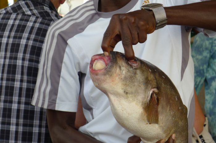 fish with ugly teeth