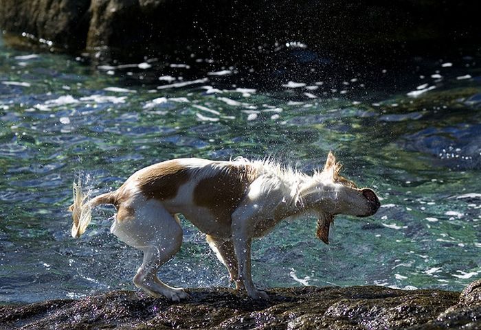 dog shaking with his head