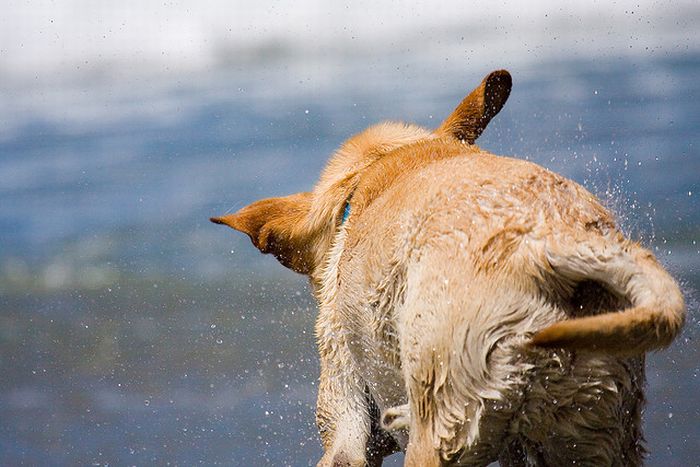 dog shaking with his head