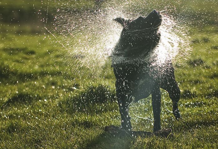 dog shaking with his head