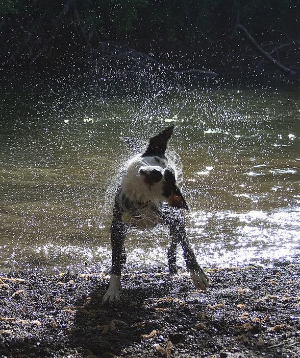 dog shaking with his head