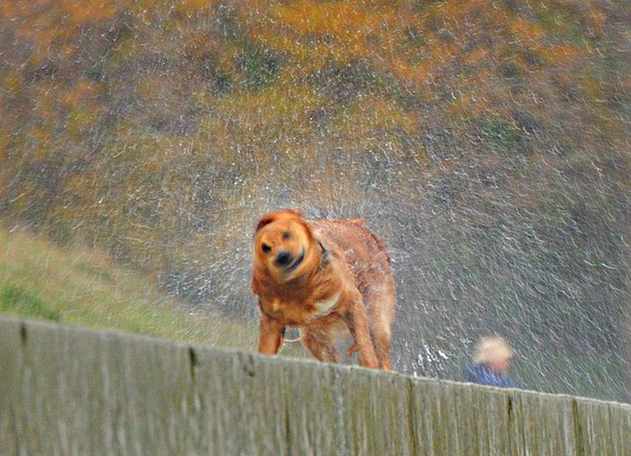 dog shaking with his head