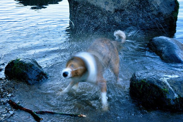 dog shaking with his head