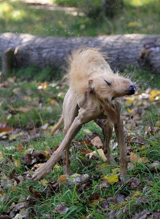 dog shaking with his head