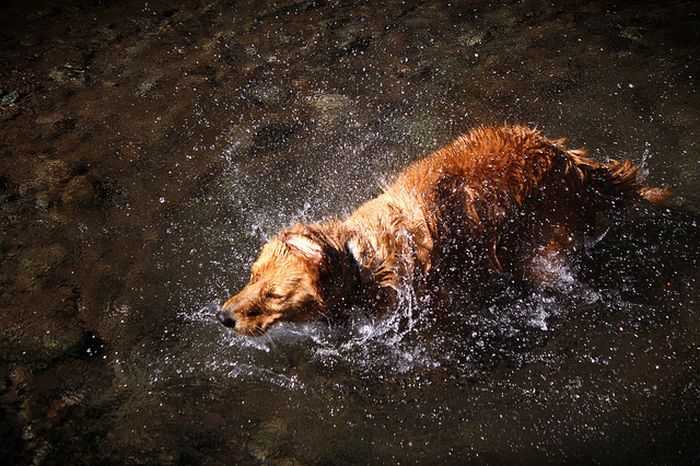 dog shaking with his head