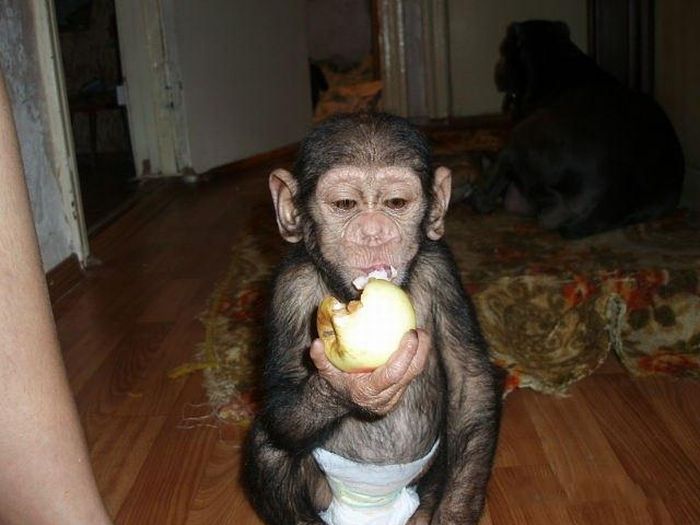 chimpanzee baby adopted by a mastiff dog