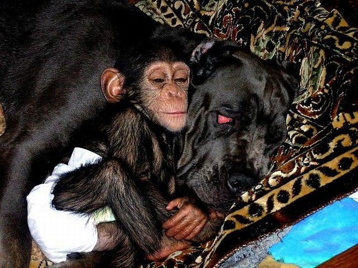 chimpanzee baby adopted by a mastiff dog