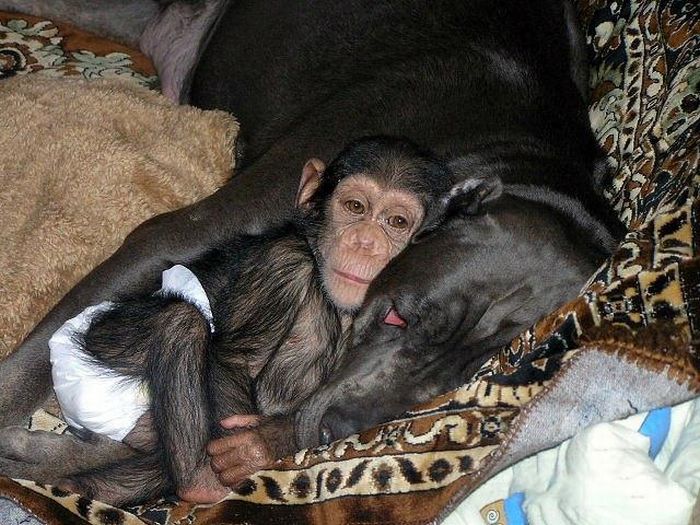 chimpanzee baby adopted by a mastiff dog