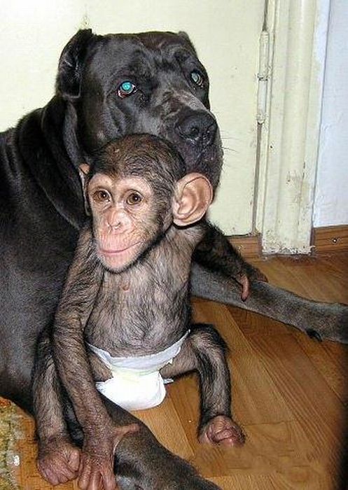 chimpanzee baby adopted by a mastiff dog