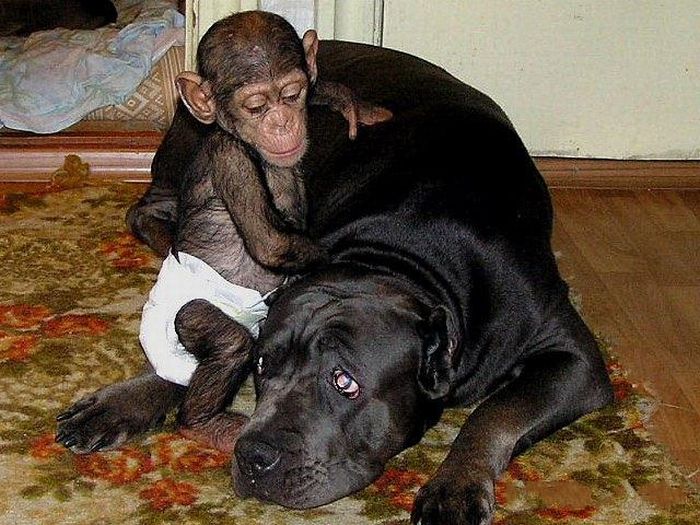 chimpanzee baby adopted by a mastiff dog