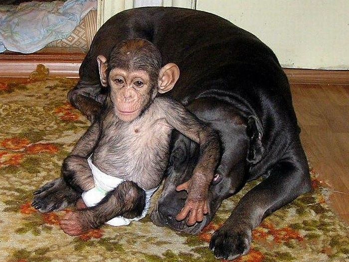 chimpanzee baby adopted by a mastiff dog