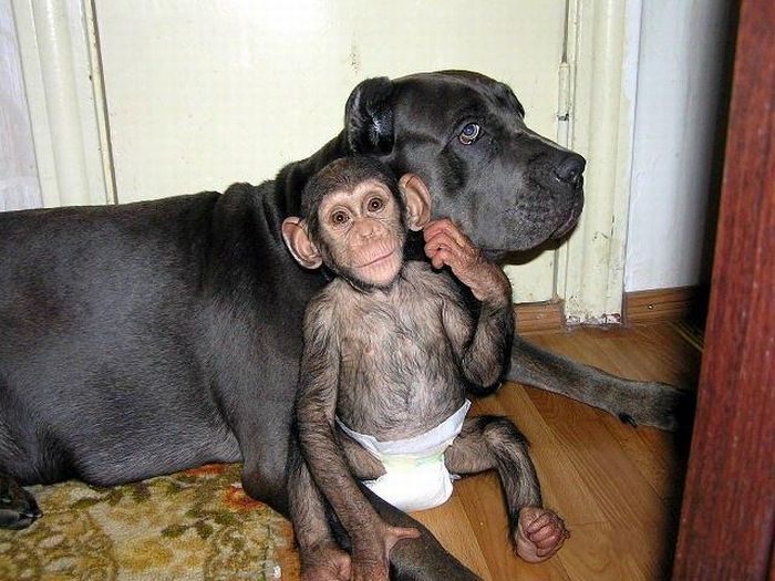 chimpanzee baby adopted by a mastiff dog