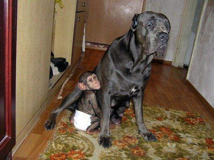 chimpanzee baby adopted by a mastiff dog