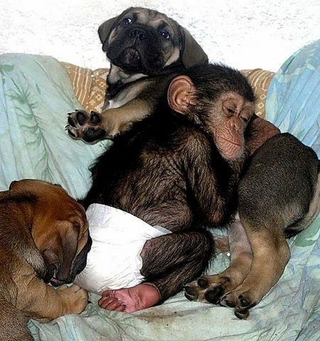 chimpanzee baby adopted by a mastiff dog