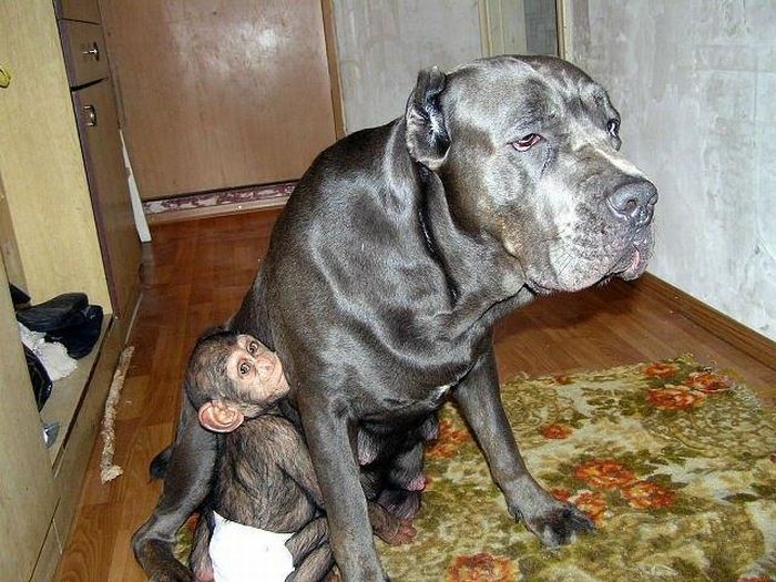 chimpanzee baby adopted by a mastiff dog