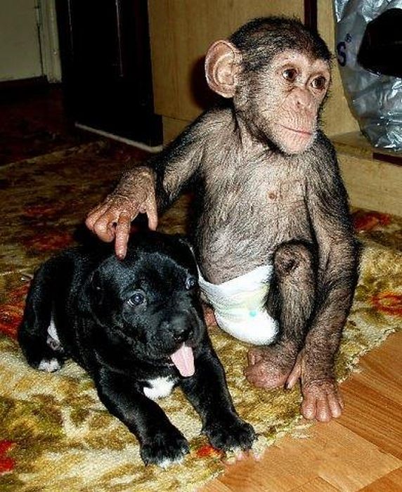 chimpanzee baby adopted by a mastiff dog