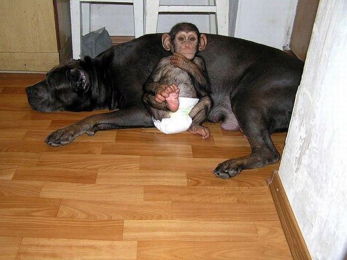 chimpanzee baby adopted by a mastiff dog