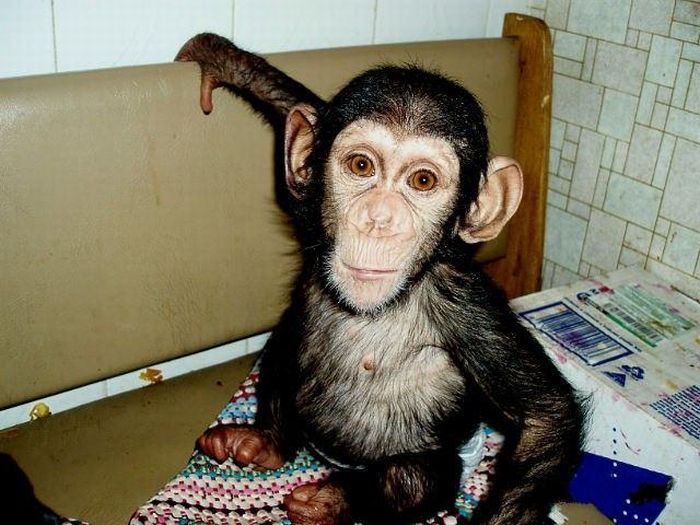 chimpanzee baby adopted by a mastiff dog