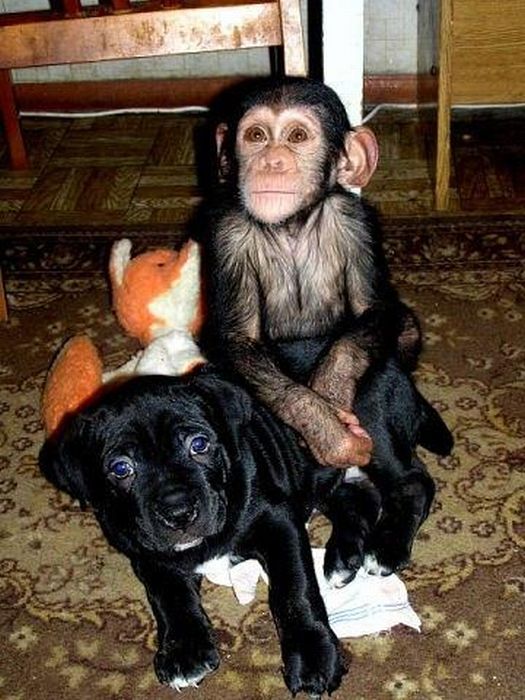 chimpanzee baby adopted by a mastiff dog