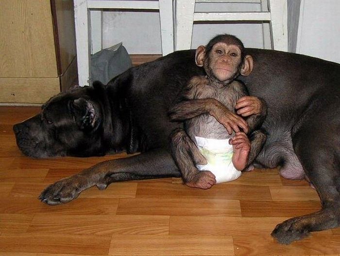 chimpanzee baby adopted by a mastiff dog