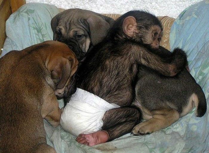 chimpanzee baby adopted by a mastiff dog