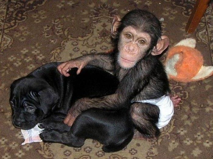 chimpanzee baby adopted by a mastiff dog