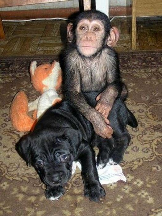 chimpanzee baby adopted by a mastiff dog