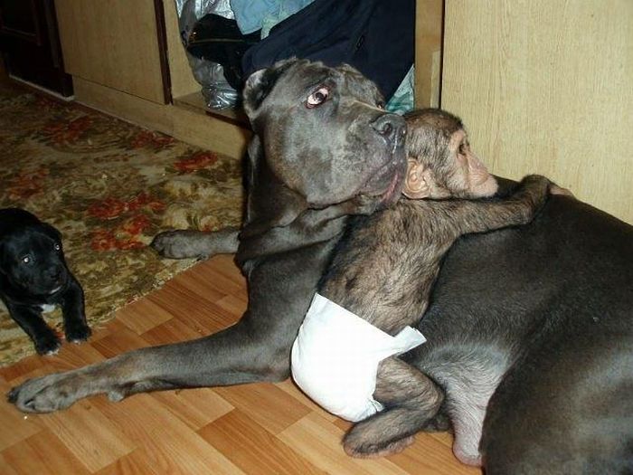 chimpanzee baby adopted by a mastiff dog